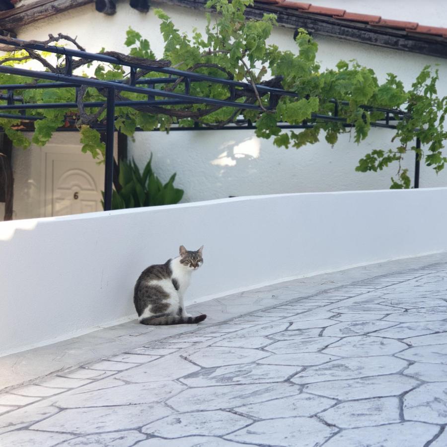 Villa Elpiniki トロウロス エクステリア 写真